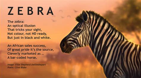 Zebra - Uma Ode ao Amor Descomplicado e à Busca pela Liberdade!